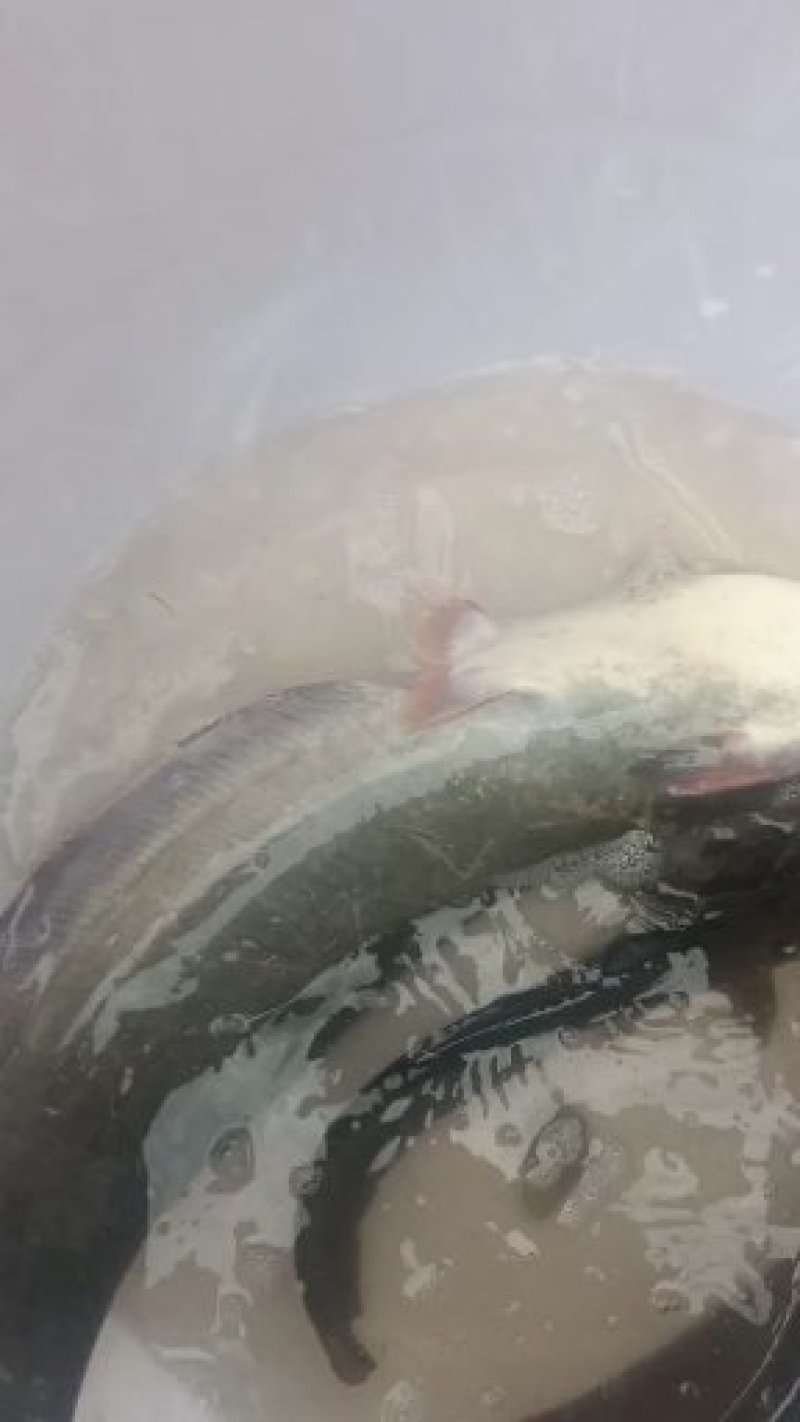鲶鱼土鲶鱼