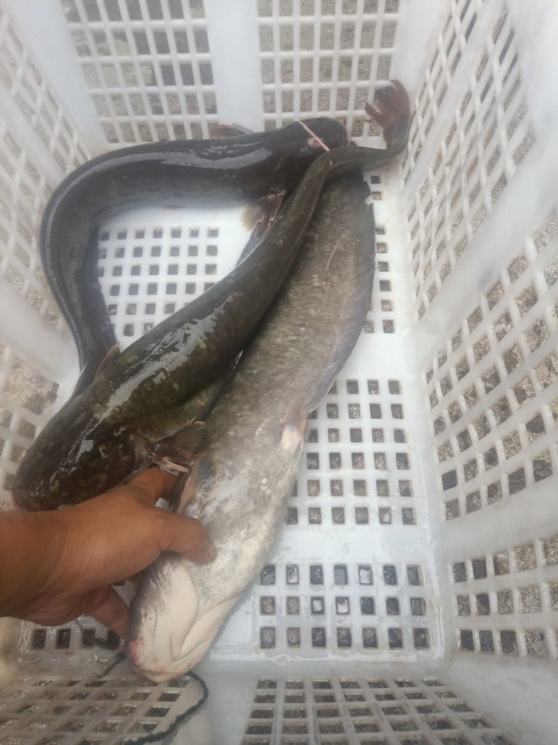 鲶鱼土鲶鱼
