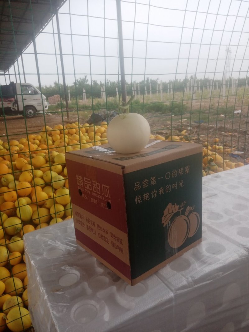 甜瓜