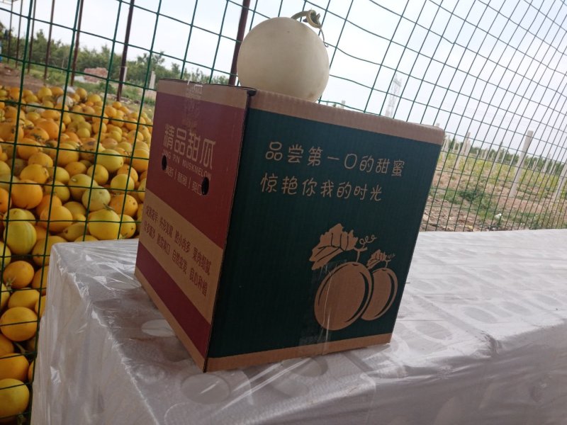甜瓜