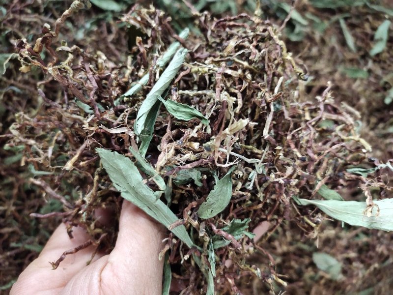 野生山蜜草甜叶菊配铁观音茶梗开水冲服