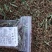 野生山蜜草甜叶菊配铁观音茶梗开水冲服