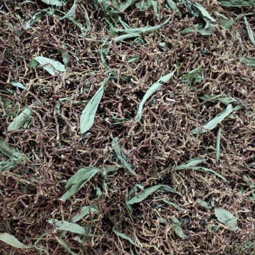 野生山蜜草甜叶菊配铁观音茶梗开水冲服