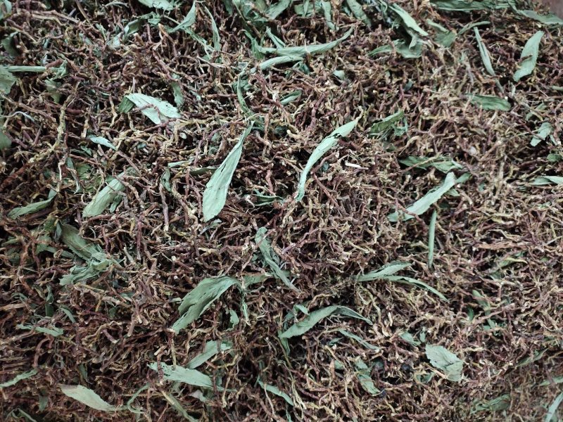 野生山蜜草甜叶菊配铁观音茶梗开水冲服
