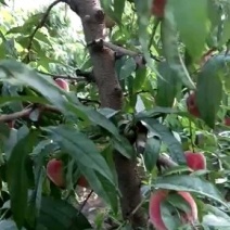 油桃产地直销价格低口感好