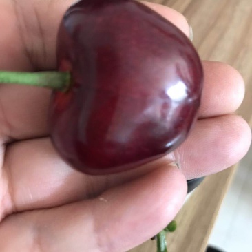 高品质烟台露天大樱桃顺丰空运黑珍珠萨米豆黄蜜美早一件代发