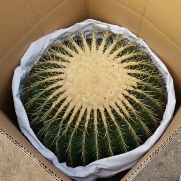 仙人球