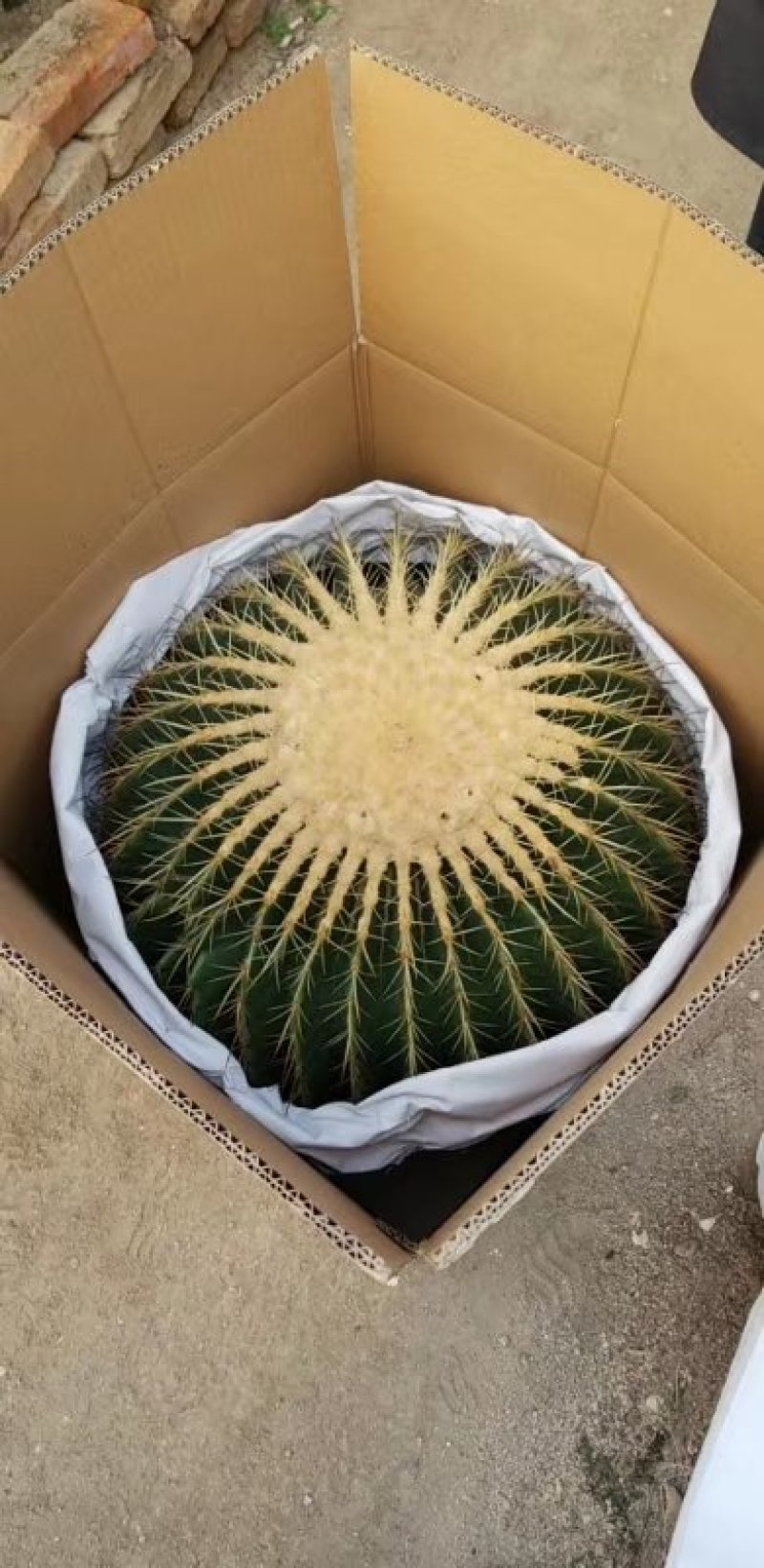 仙人球