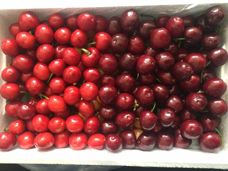 高品质烟台露天大樱桃萨米豆黄蜜黑珍珠美早一件代发招代理