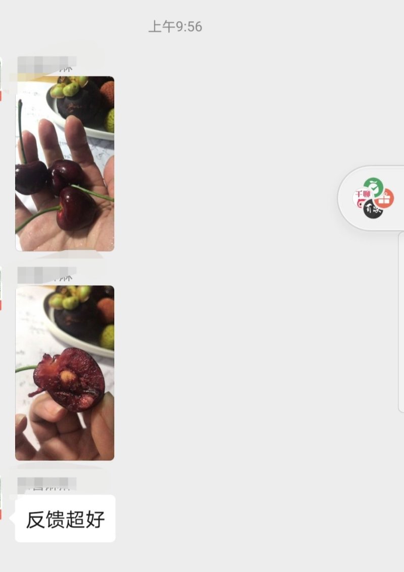 高品质烟台露天大樱桃萨米豆黄蜜黑珍珠美早一件代发招代理