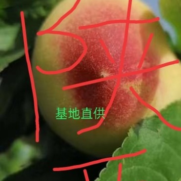 陕西精品【毛桃，油桃】代购，代发欢迎新老客户前来洽谈合作