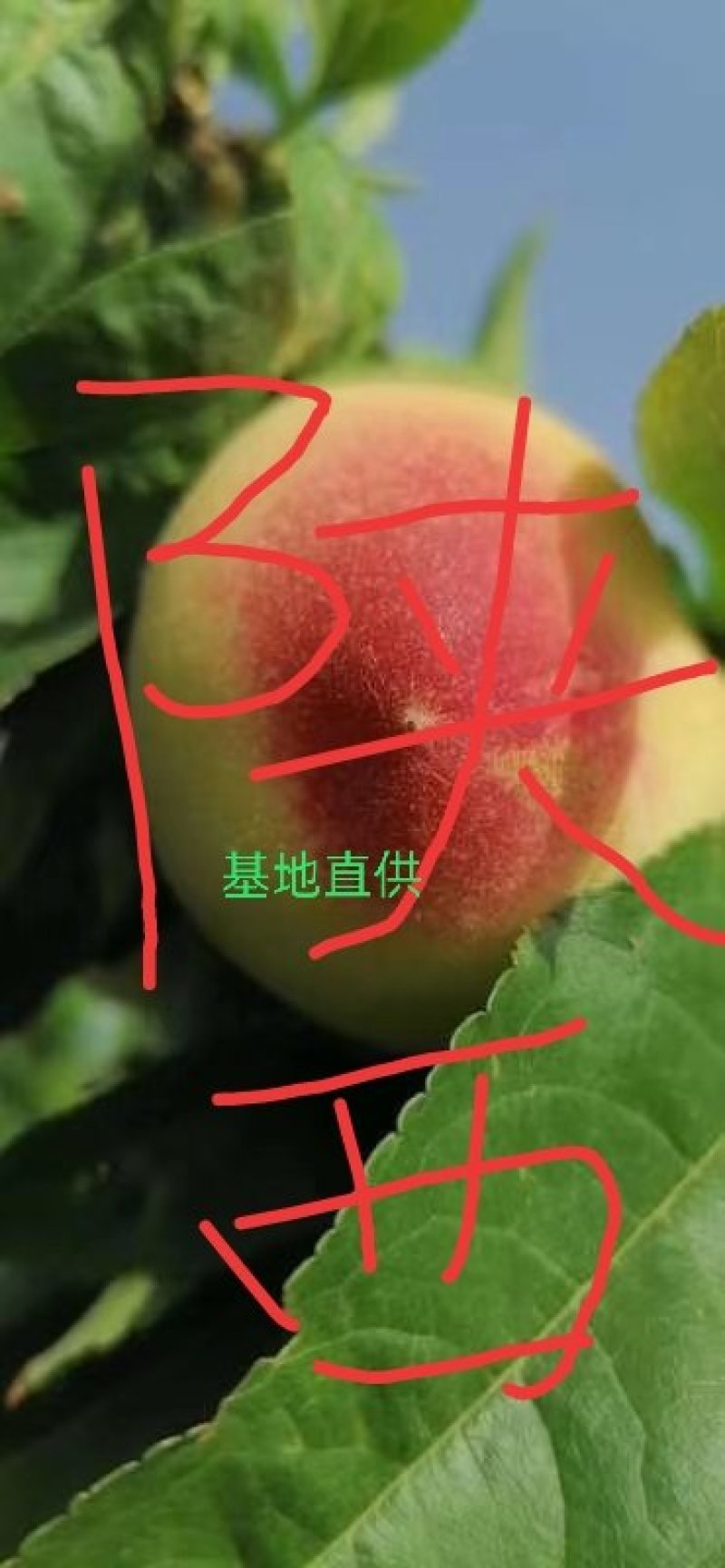 陕西精品【毛桃，油桃】代购，代发欢迎新老客户前来洽谈合作