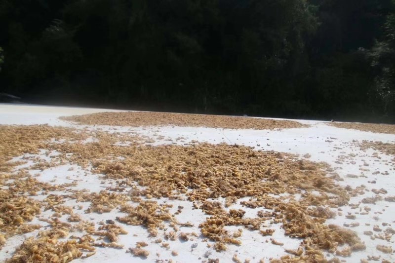 九华黄精野生黄精片白片生片饮片厂用黄精片煲汤