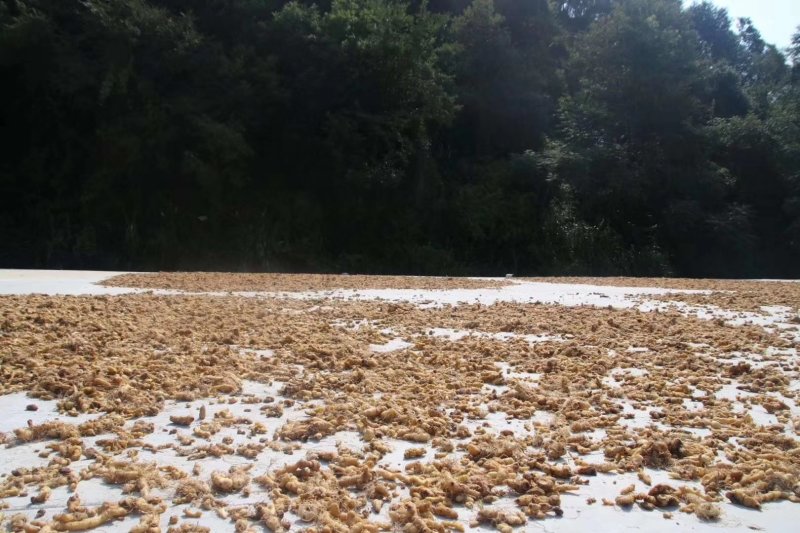 九华黄精野生黄精片白片生片饮片厂用黄精片煲汤