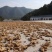 九华黄精野生黄精片白片生片饮片厂用黄精片煲汤