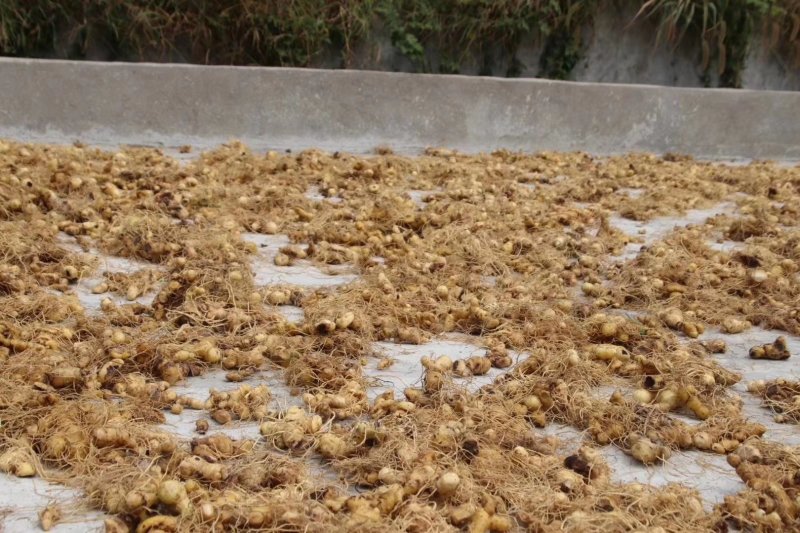 九华黄精野生黄精片白片生片饮片厂用黄精片煲汤