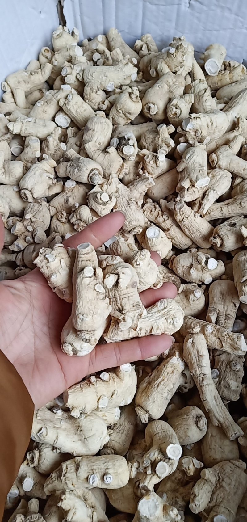 万良西洋参粒头250g吉林西洋参片花旗参500g