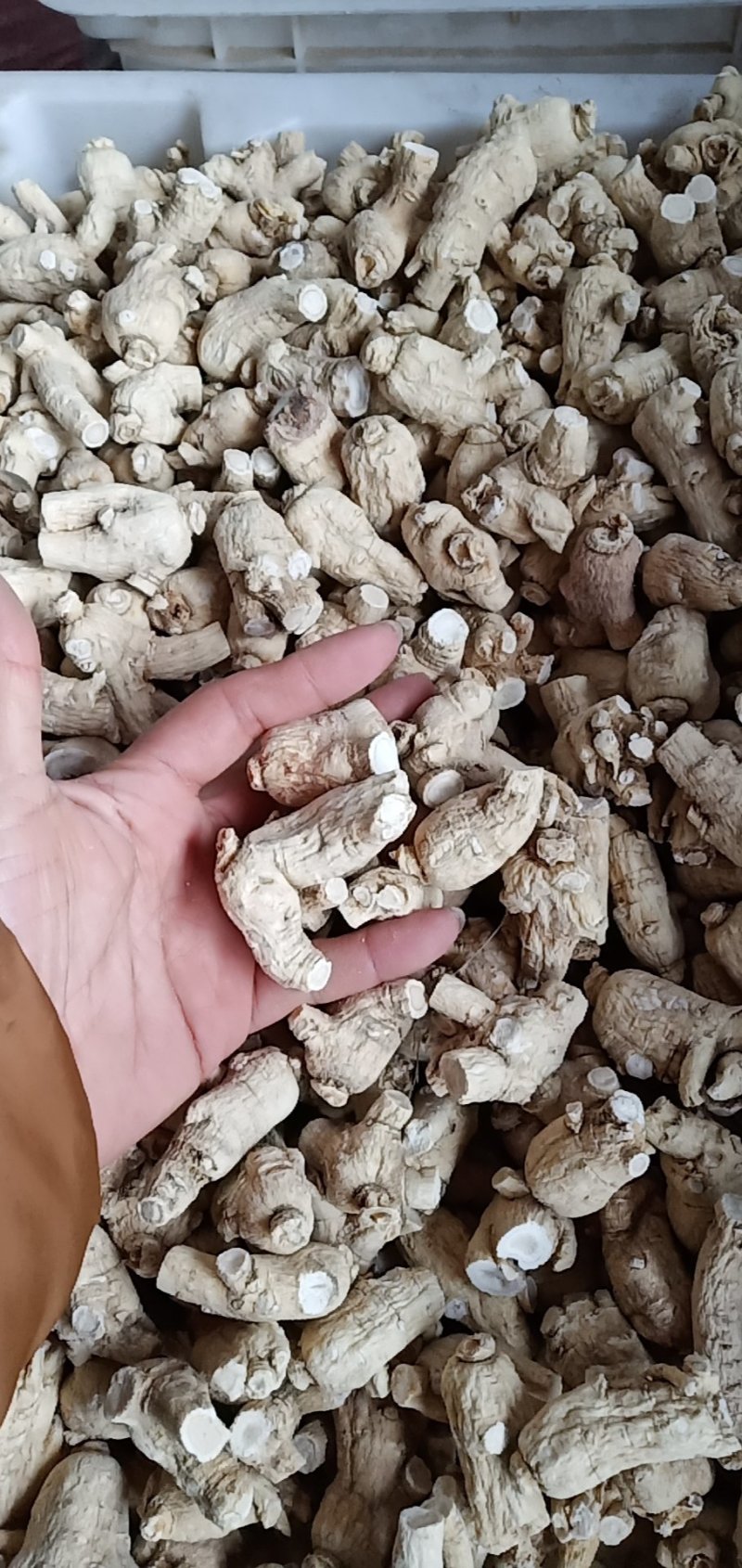 万良西洋参粒头250g吉林西洋参片花旗参500g