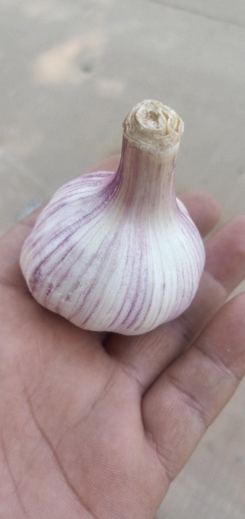 大蒜