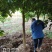 10-15公分柚子树，全年供应，支持线上保障交易