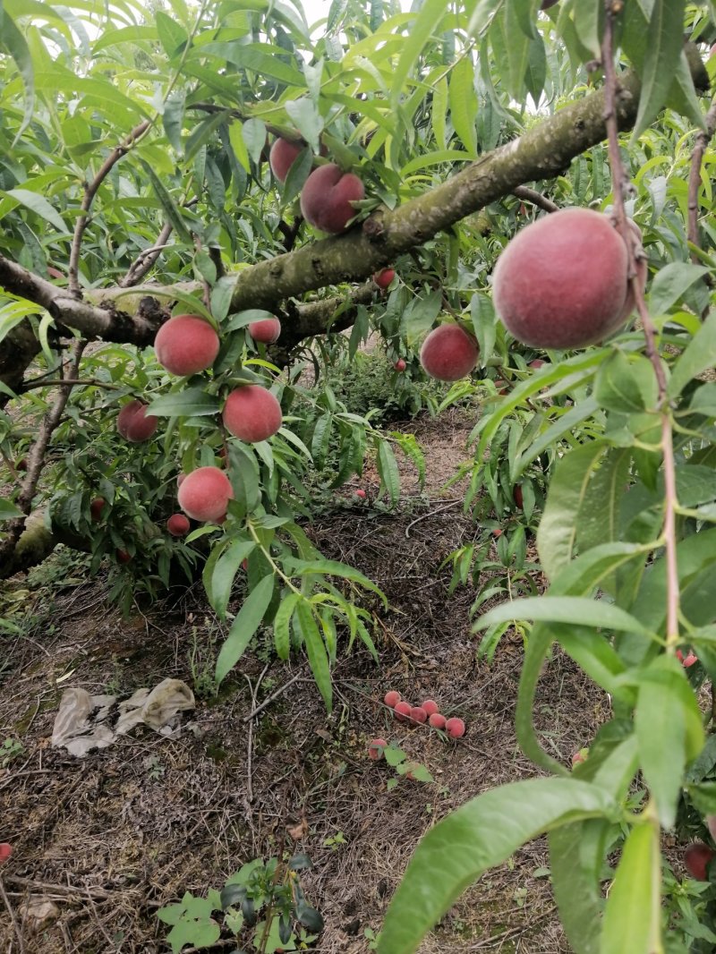 桃子大量上市，需要的联系