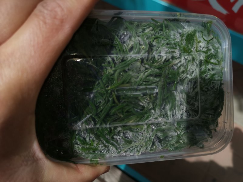 速冻黄须菜海英菜碱蓬草黄须菜盐嵩菜，大量现货批发