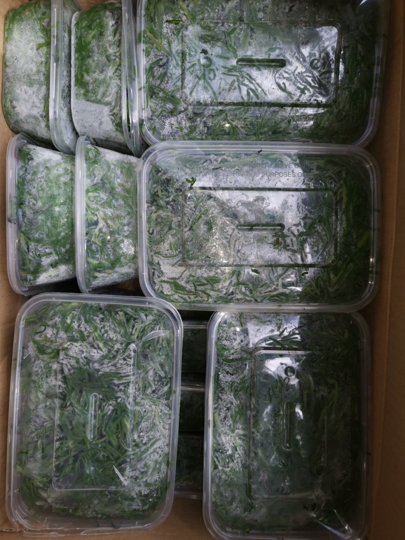 速冻黄须菜海英菜碱蓬草黄须菜盐嵩菜，大量现货批发
