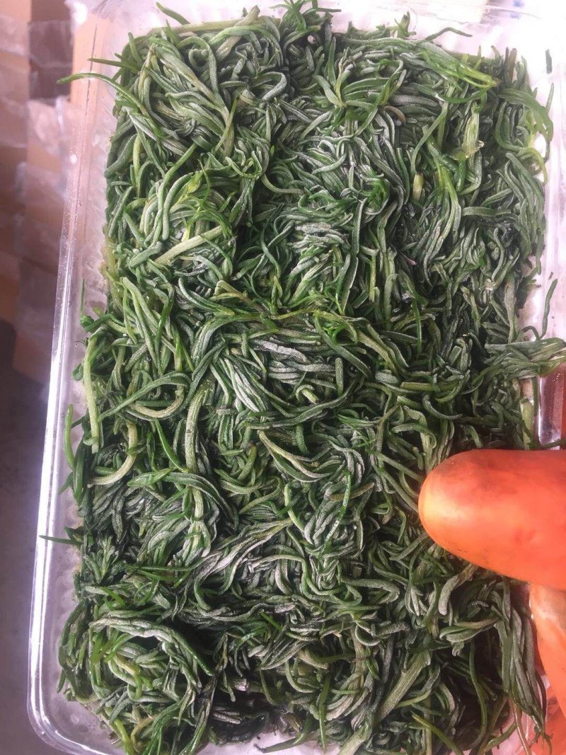 速冻黄须菜海英菜碱蓬草黄须菜盐嵩菜，大量现货批发