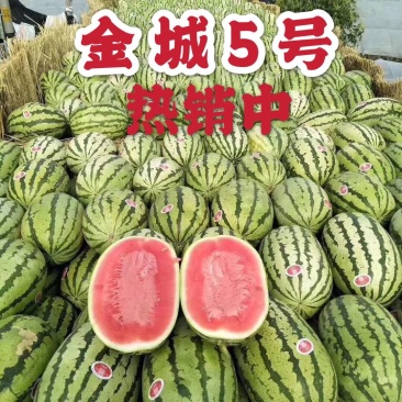 【陕西大荔，万亩金诚5号西瓜】大量上市