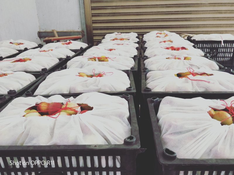 南阳油桃基地曙光油桃颜色亮口感好大量供应全国