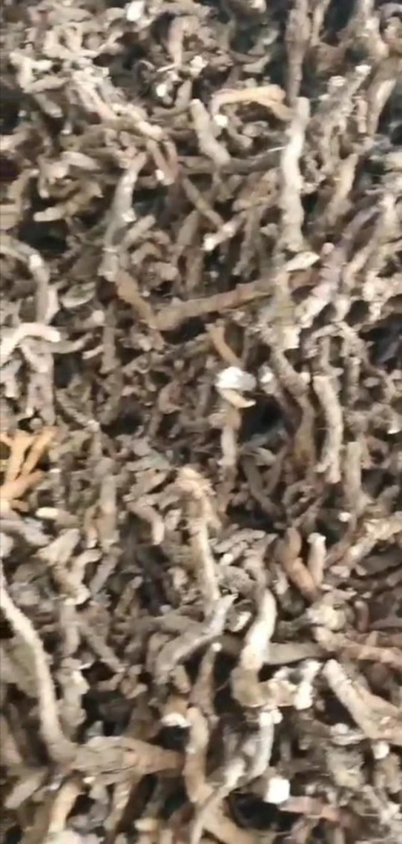 石菖蒲苗，小苗，中苗，大苗，成活率高，产量高！