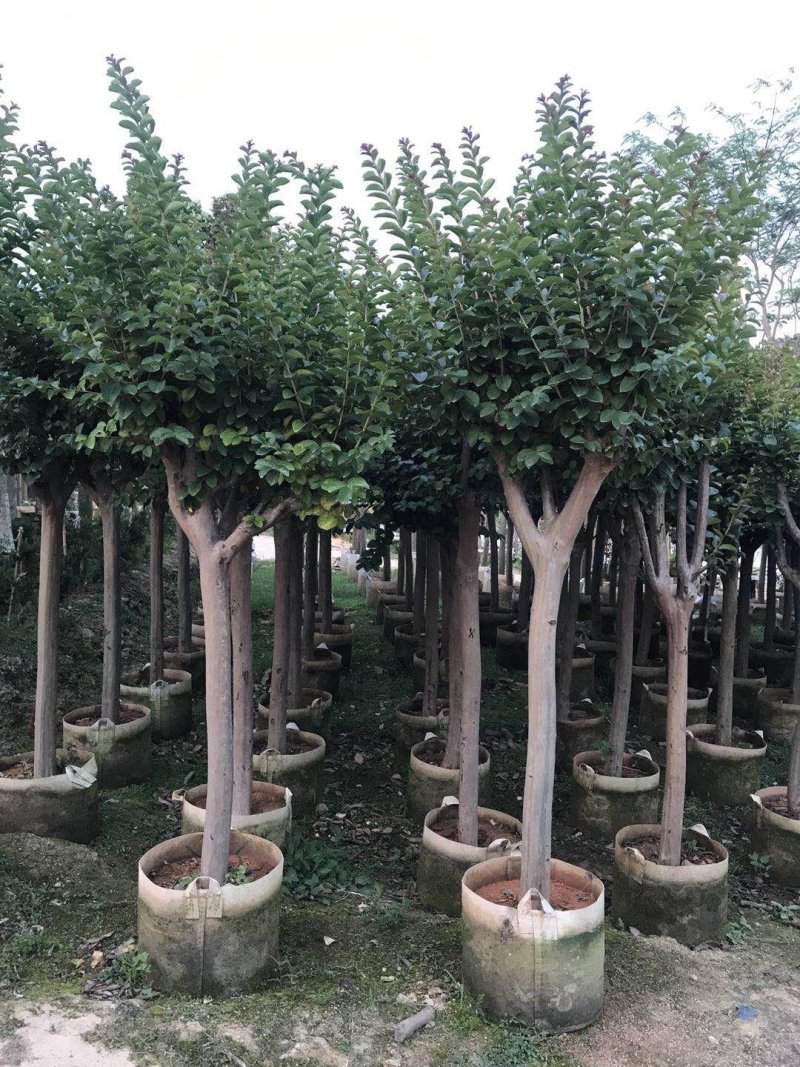小叶紫薇3-8分大量出售