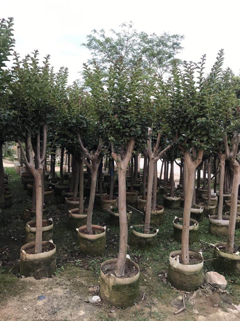 小叶紫薇3-8分大量出售