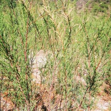 盐碱地治理红柳树苗怪柳绿化苗木规格齐全视频选货