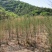 盐碱地治理红柳树苗怪柳绿化苗木规格齐全视频选货