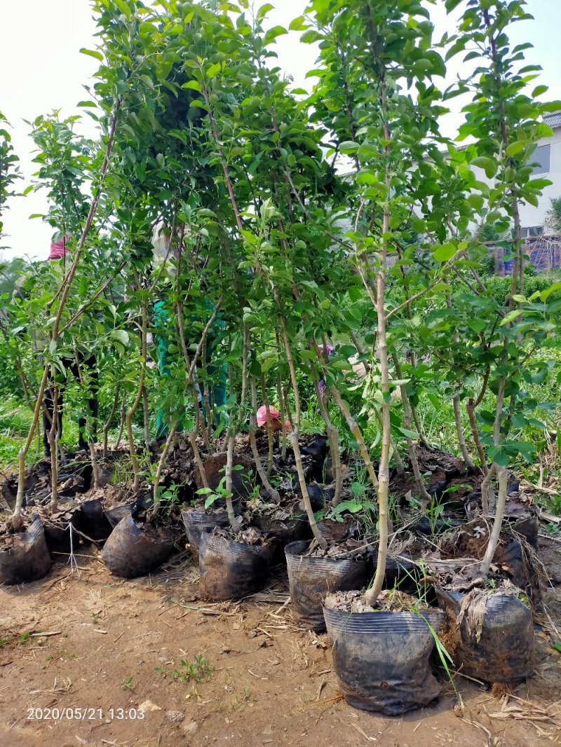 本苗圃出售，营养杯苗鸡心果树苗，美植袋苗，1/2/3公分