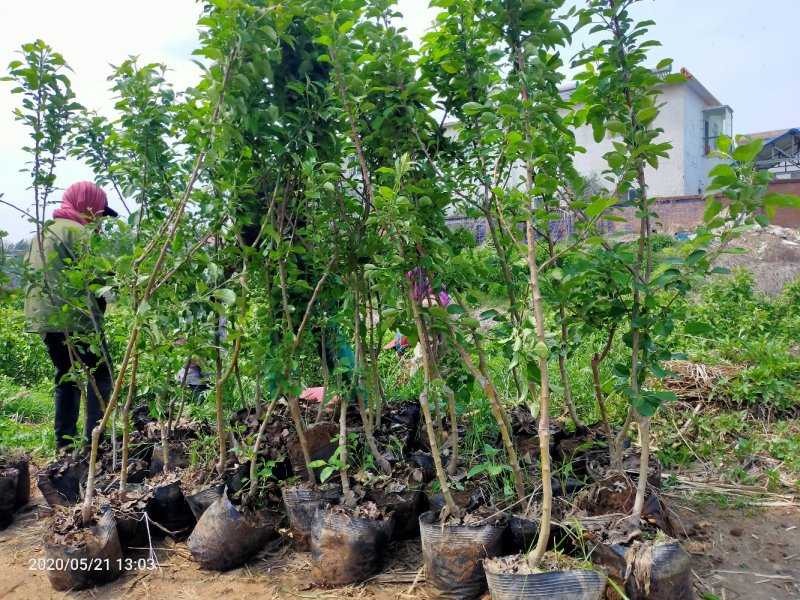 本苗圃出售，营养杯苗鸡心果树苗，美植袋苗，1/2/3公分