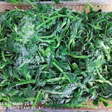 苜蓿金花菜紫花苜蓿，基地直接采摘冷冻脱水干菜速冻直供食品