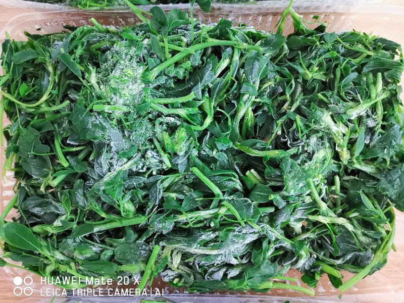 苜蓿金花菜紫花苜蓿，基地直接采摘冷冻脱水干菜速冻直供食品