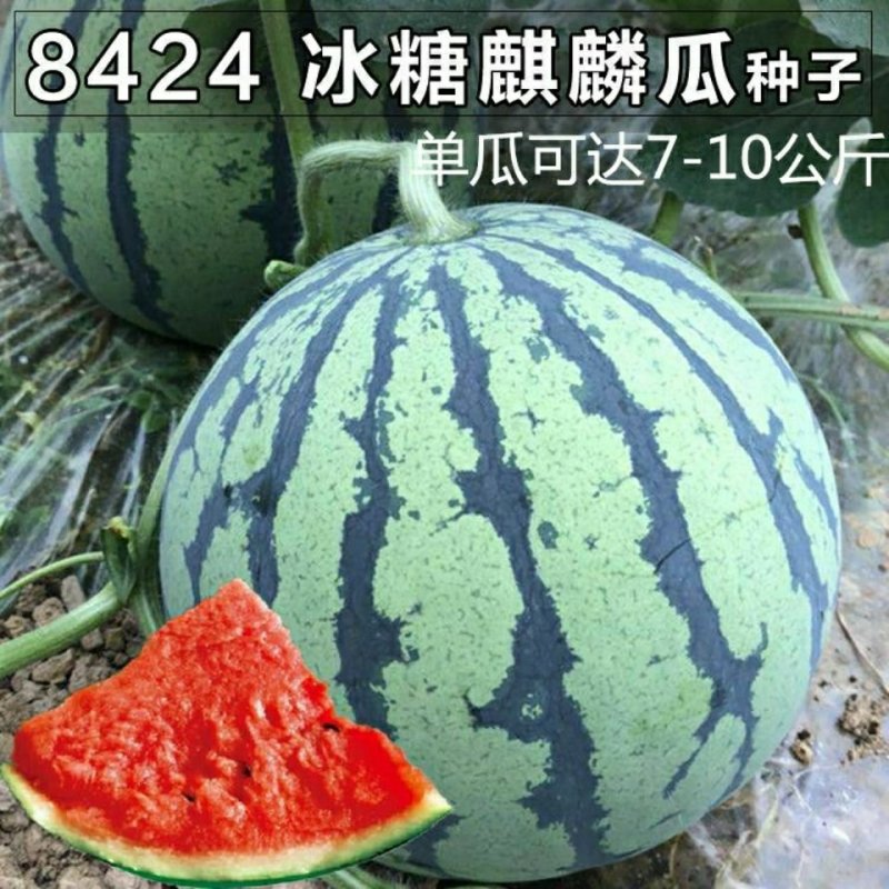 精品美都，久甜，8424等品种