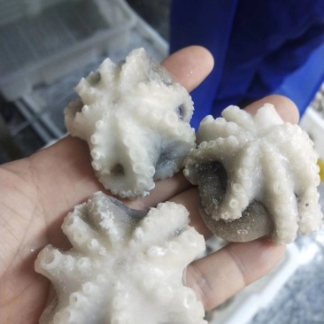 八爪鱼三去翻花可以贴牌生产八爪鱼原料