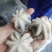 八爪鱼三去翻花可以贴牌生产八爪鱼原料