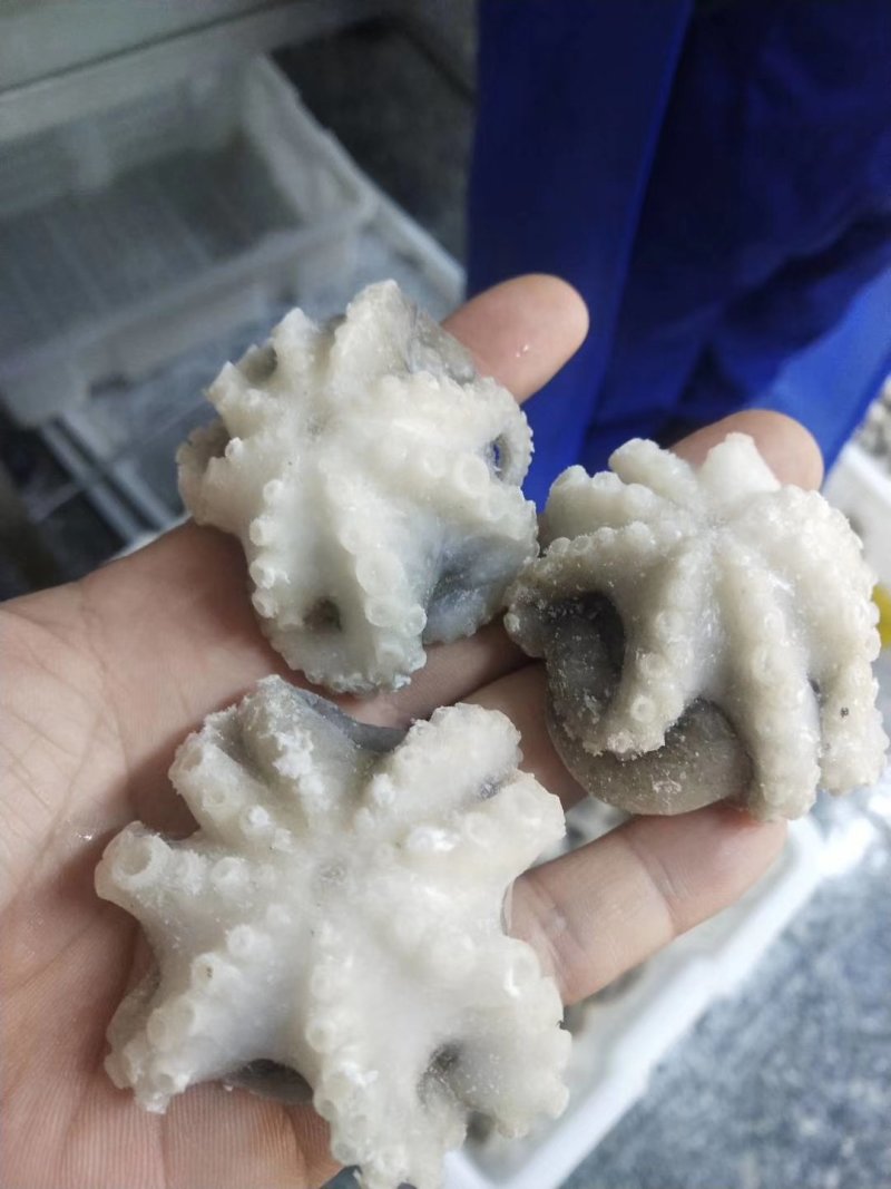 八爪鱼三去翻花可以贴牌生产八爪鱼原料