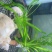 水草造景鱼缸水族箱布景中后景活体淡水真水草绿菊蜈蚣草