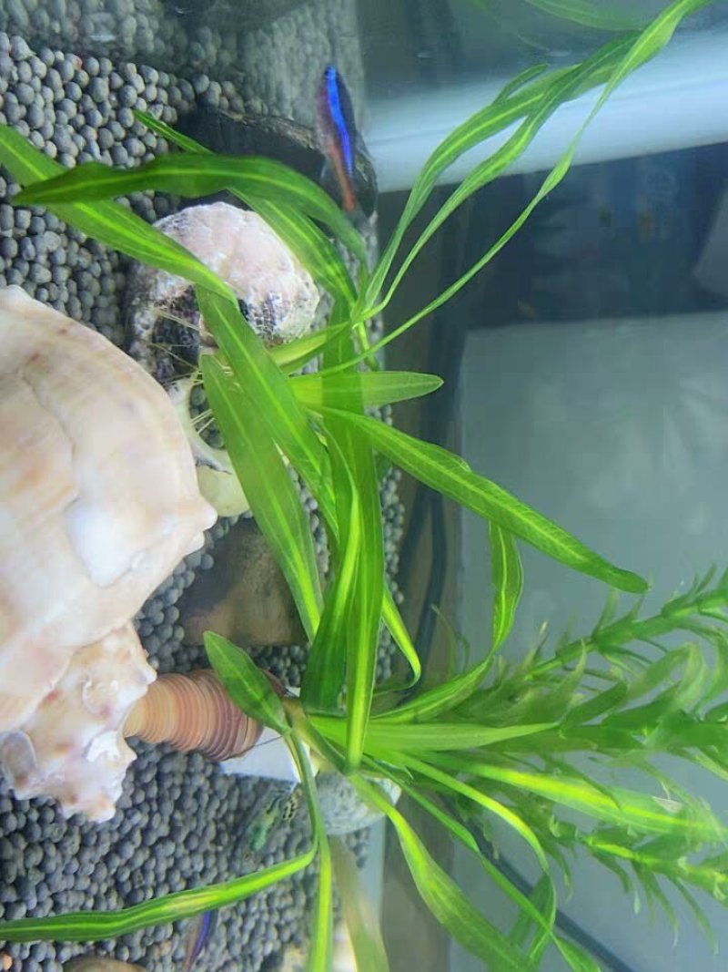 水草造景鱼缸水族箱布景中后景活体淡水真水草绿菊蜈蚣草