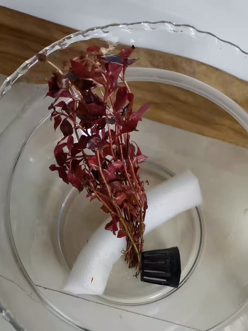 水草造景鱼缸水族箱布景中后景活体淡水真水草绿菊蜈蚣草