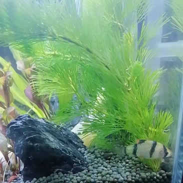水草造景鱼缸水族箱布景中后景活体淡水真水草绿菊蜈蚣草