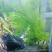 水草造景鱼缸水族箱布景中后景活体淡水真水草绿菊蜈蚣草