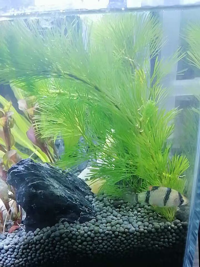 水草造景鱼缸水族箱布景中后景活体淡水真水草绿菊蜈蚣草