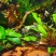 水草造景鱼缸水族箱布景中后景活体淡水真水草绿菊蜈蚣草